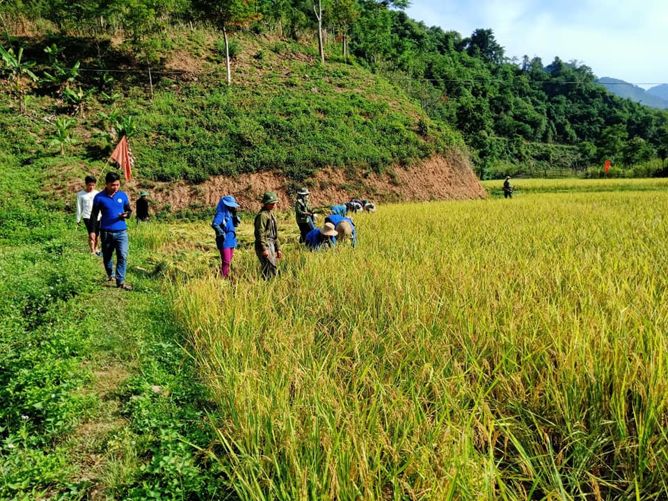 Áo xanh tình nguyện vùng biên giới gặt lúa giúp dân giữa trời 'đổ lửa' ảnh 1
