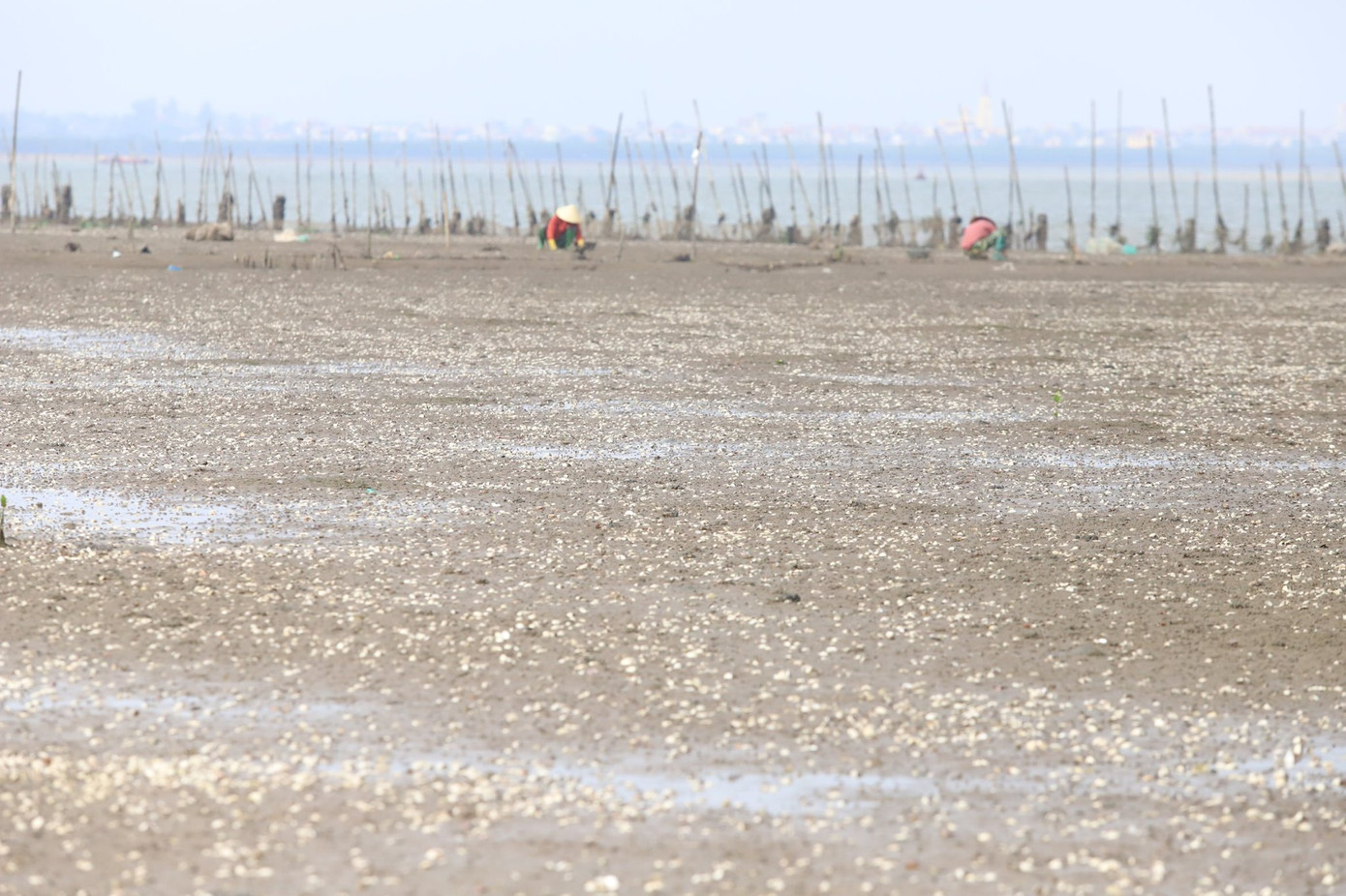 Người dân Hà Tĩnh lao đao vì ngao chết trắng đầm ảnh 8