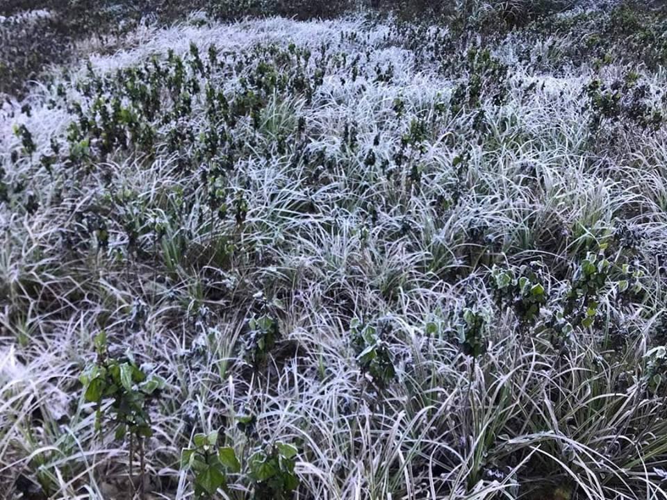 Băng giá phủ kín rừng cây bãi cỏ ở huyện biên giới Nghệ An ảnh 1