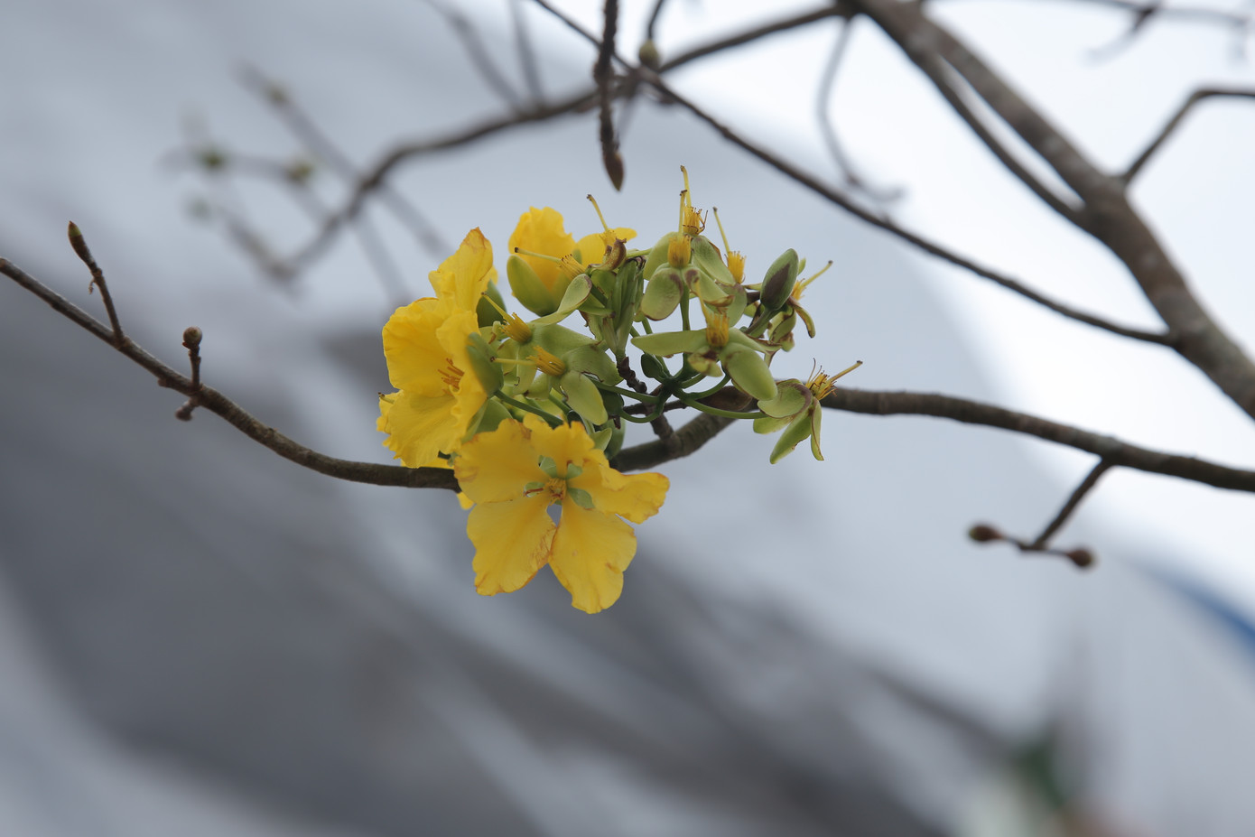 'Cụ mai 'xuống phố được trả giá trăm triệu đồng ở Hà Tĩnh ảnh 13