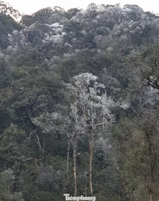 Băng giá phủ trắng xóa rừng cây ngọn cỏ ở miền núi Nghệ An ảnh 2