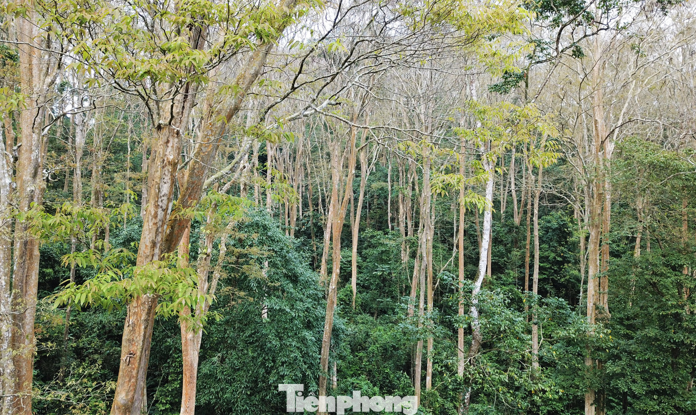 Đẹp 'hút hồn' rừng Săng lẻ nguyên sinh mùa đổ lá ảnh 7