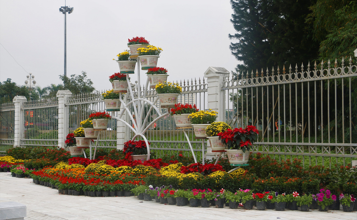 Rực rỡ đường hoa thành phố Vinh những ngày áp tết ảnh 4