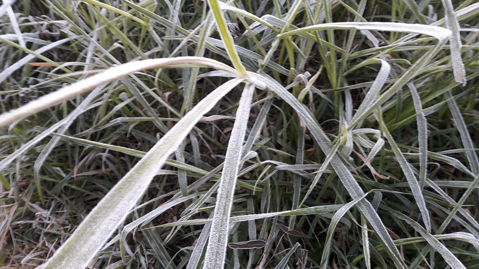 Băng giá phủ kín rừng cây bãi cỏ ở huyện biên giới Nghệ An ảnh 7