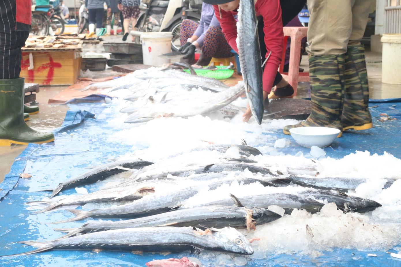 Nhịp sống nơi cảng cá bình yên mỗi chuyến thuyền về cập bến ảnh 8