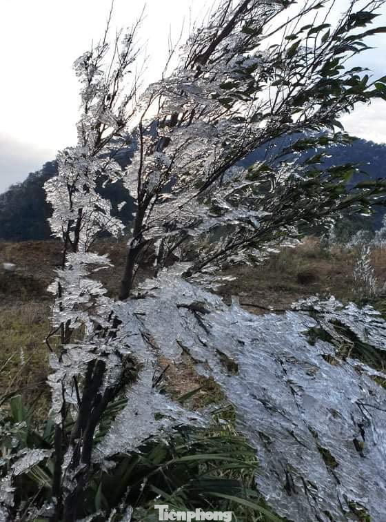 Băng giá phủ trắng xóa rừng cây ngọn cỏ ở miền núi Nghệ An ảnh 3