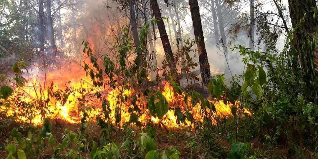 Nghệ An: Rừng cháy hừng hực, hàng nghìn người dập lửa ảnh 6