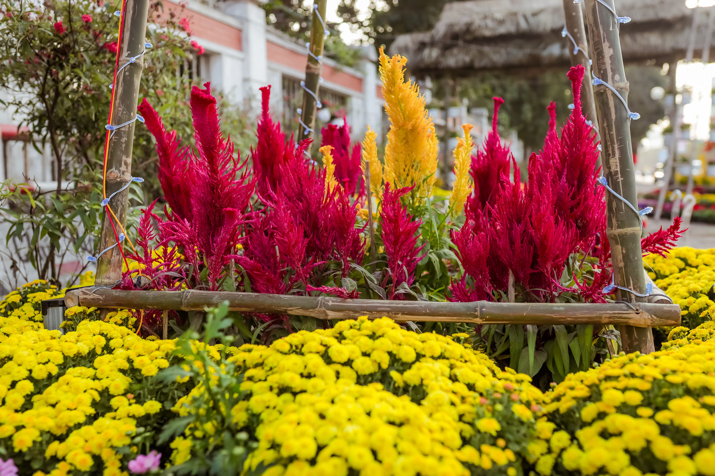 Rực rỡ sắc hoa trên phố đi bộ thành Vinh ngày giáp Tết ảnh 6