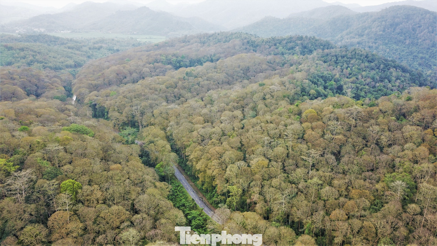 Đẹp 'hút hồn' rừng Săng lẻ nguyên sinh mùa đổ lá ảnh 3