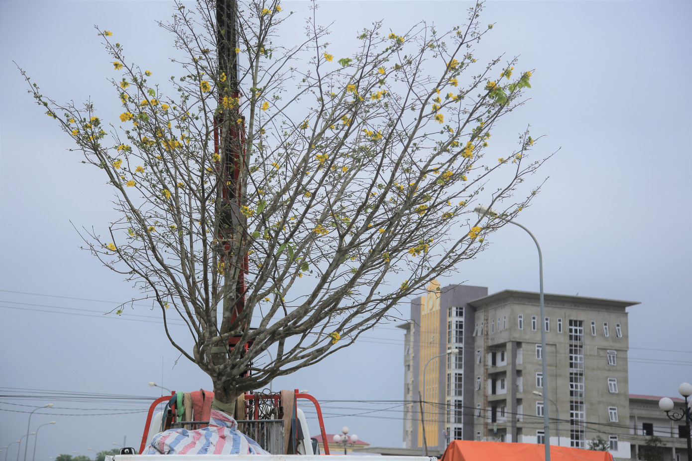 'Cụ mai 'xuống phố được trả giá trăm triệu đồng ở Hà Tĩnh ảnh 12