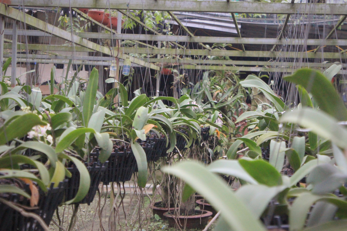 Đã mắt ngắm vườn lan bạc tỷ của chàng cử nhân công nghệ thông tin ảnh 6