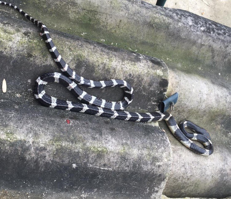 Rắn dài hơn 1m bò lên giường cắn bé trai 22 ngày tuổi tử vong ảnh 1