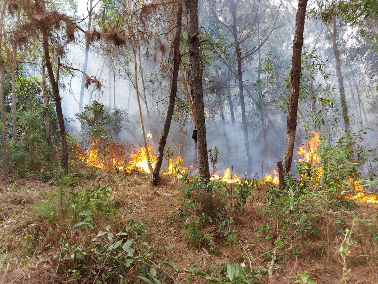 Hơn 300 người đội nắng ngăn 'thần lửa nuốt rừng' ảnh 3