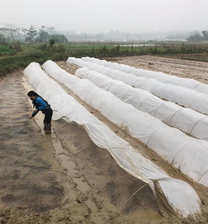 Người dân xuống ruộng làm mùa giữa trời rét 'cắt da, cắt thịt' ảnh 9