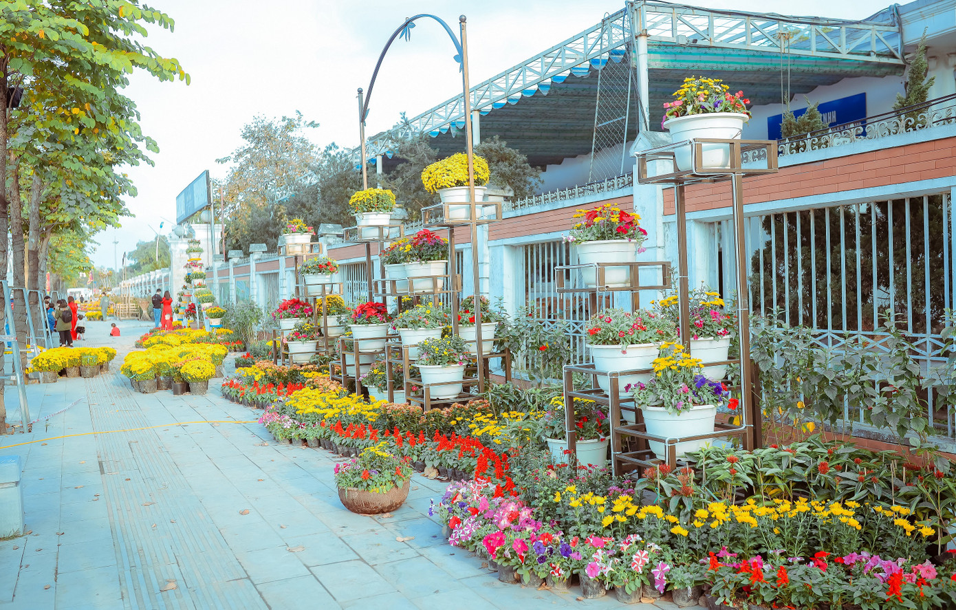 Rực rỡ sắc hoa trên phố đi bộ thành Vinh ngày giáp Tết ảnh 5