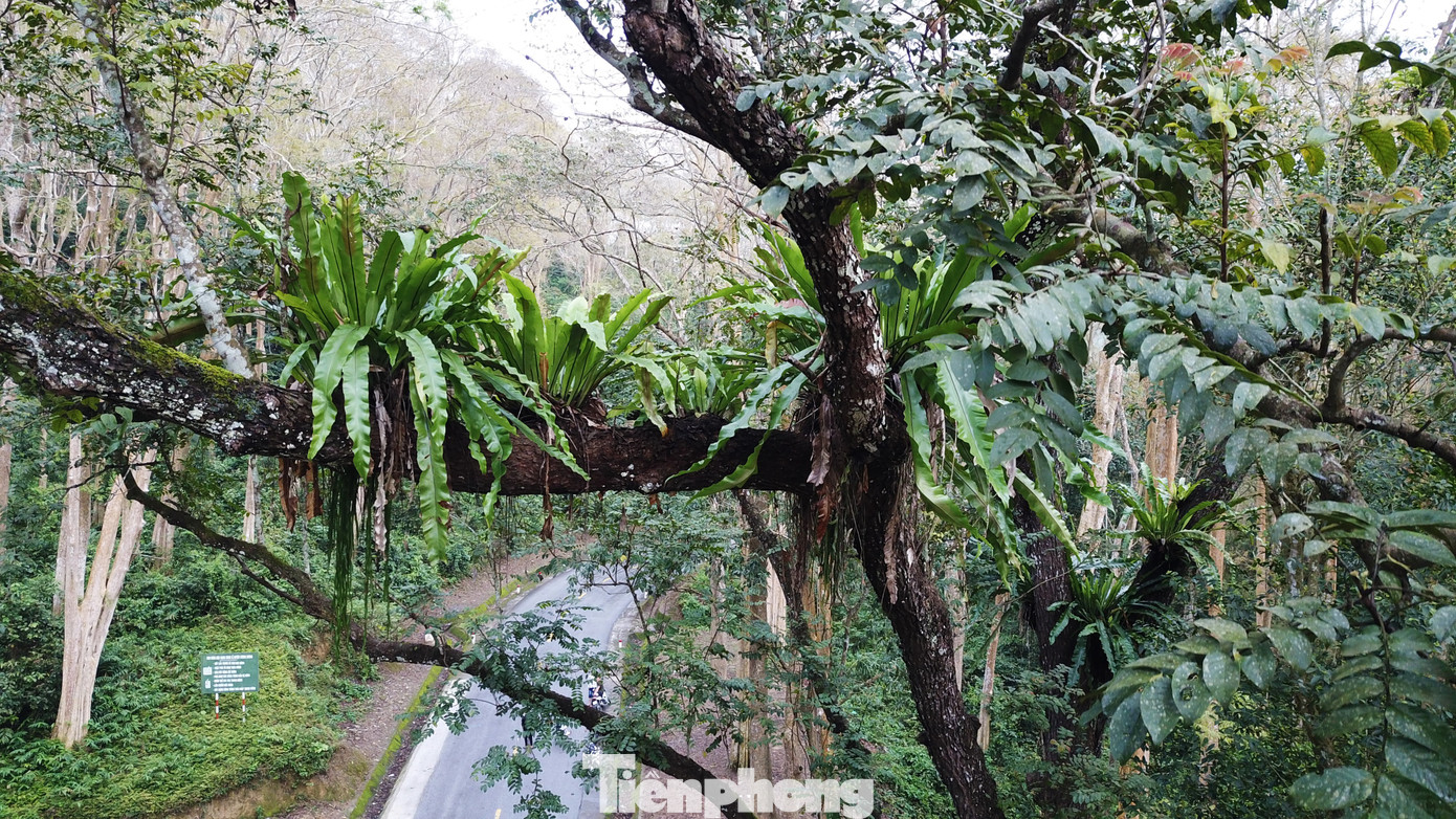 Đẹp 'hút hồn' rừng Săng lẻ nguyên sinh mùa đổ lá ảnh 11