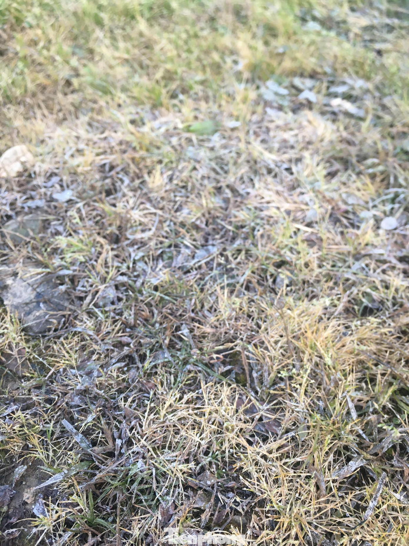 Băng giá phủ trắng xóa rừng cây ngọn cỏ ở miền núi Nghệ An ảnh 12