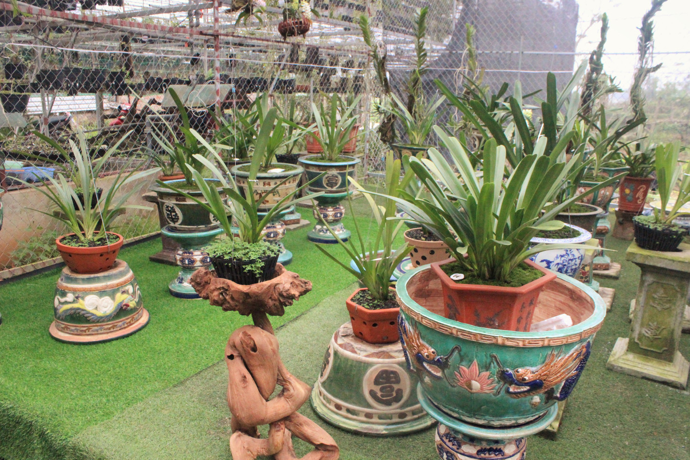 Đã mắt ngắm vườn lan bạc tỷ của chàng cử nhân công nghệ thông tin ảnh 11