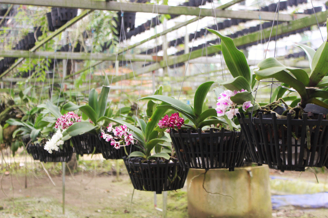 Đã mắt ngắm vườn lan bạc tỷ của chàng cử nhân công nghệ thông tin ảnh 12