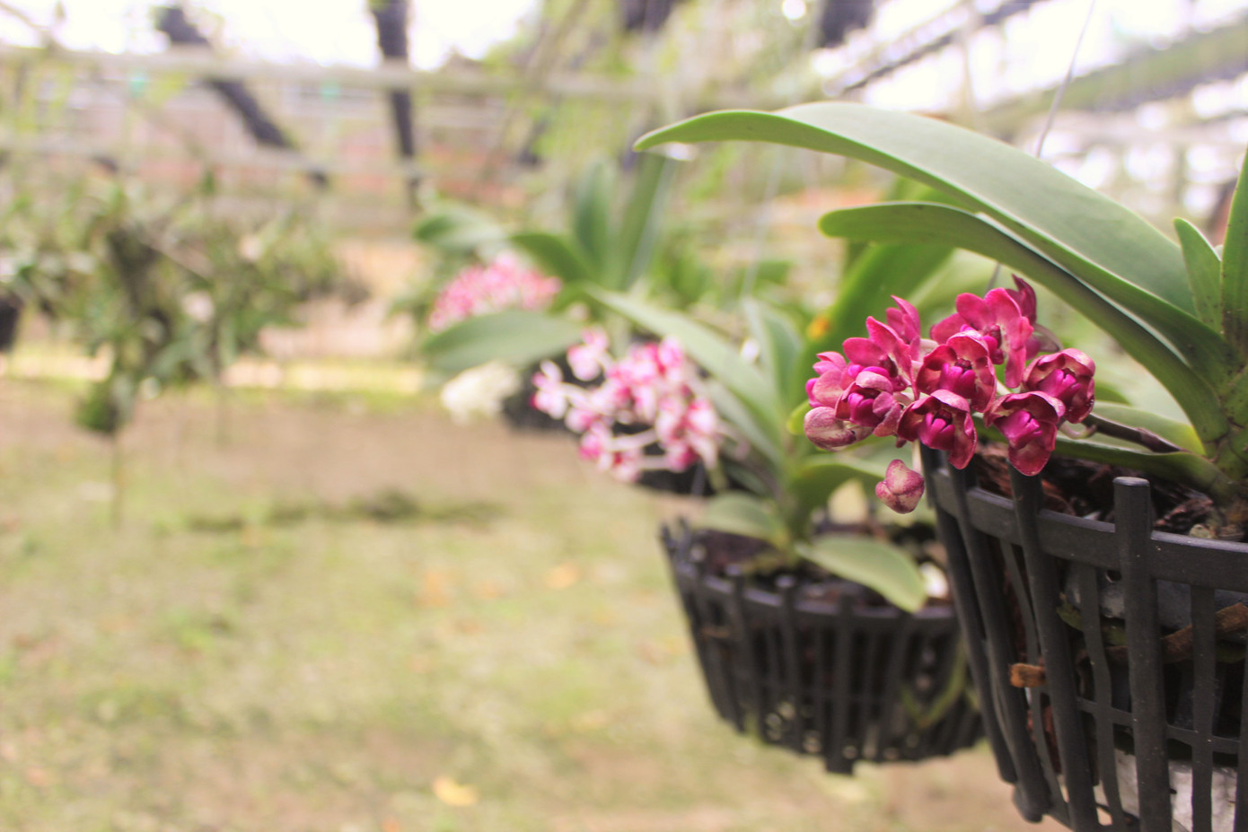 Đã mắt ngắm vườn lan bạc tỷ của chàng cử nhân công nghệ thông tin ảnh 10