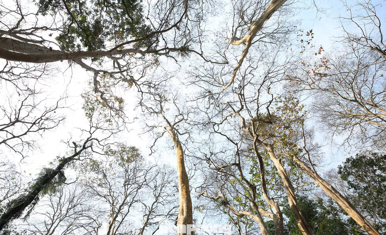 Đẹp 'hút hồn' rừng Săng lẻ nguyên sinh mùa đổ lá ảnh 12