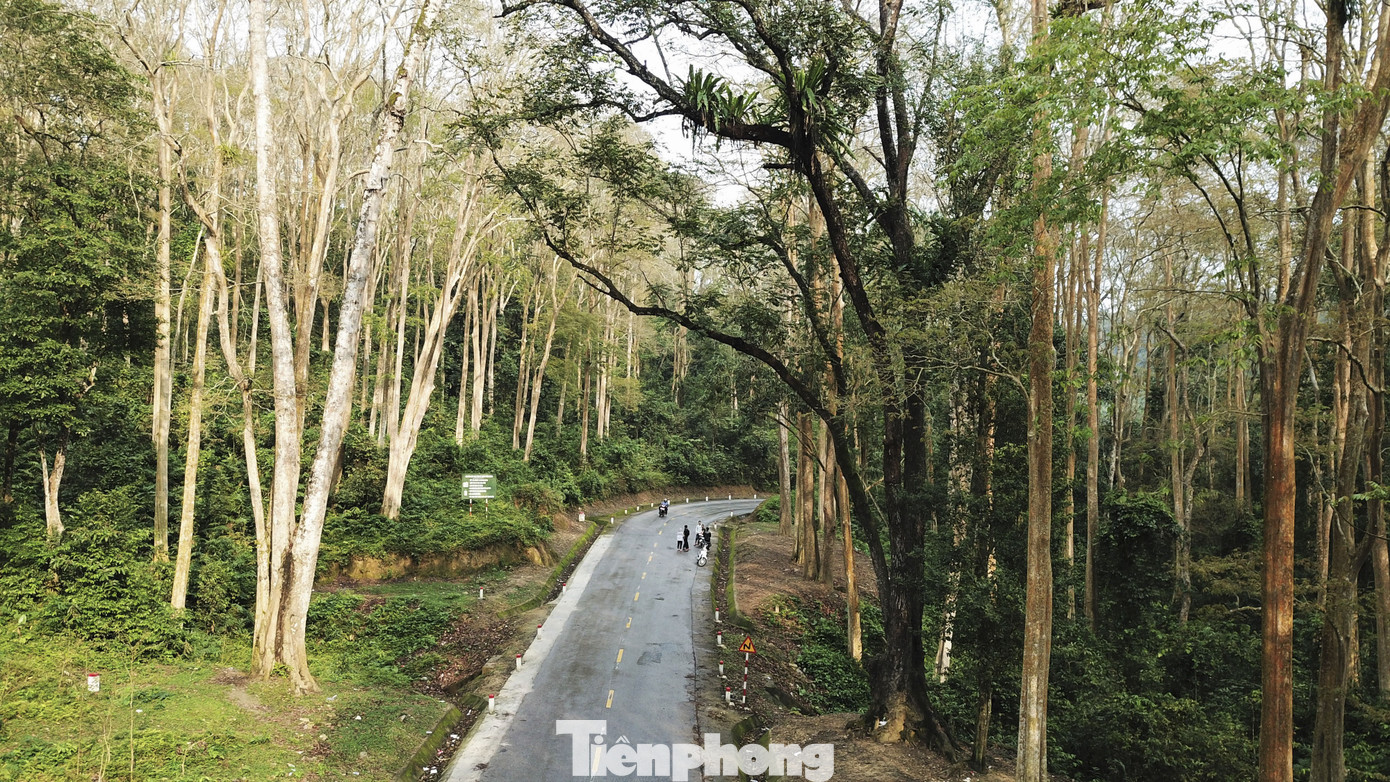 Đẹp 'hút hồn' rừng Săng lẻ nguyên sinh mùa đổ lá ảnh 5