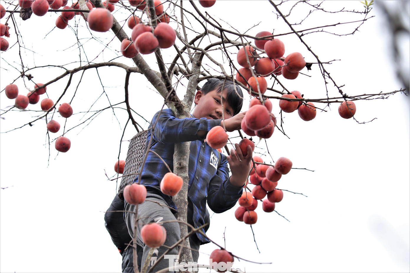 Ngắm hoa đào khoe sắc trên 'cổng trời' mù sương ảnh 15