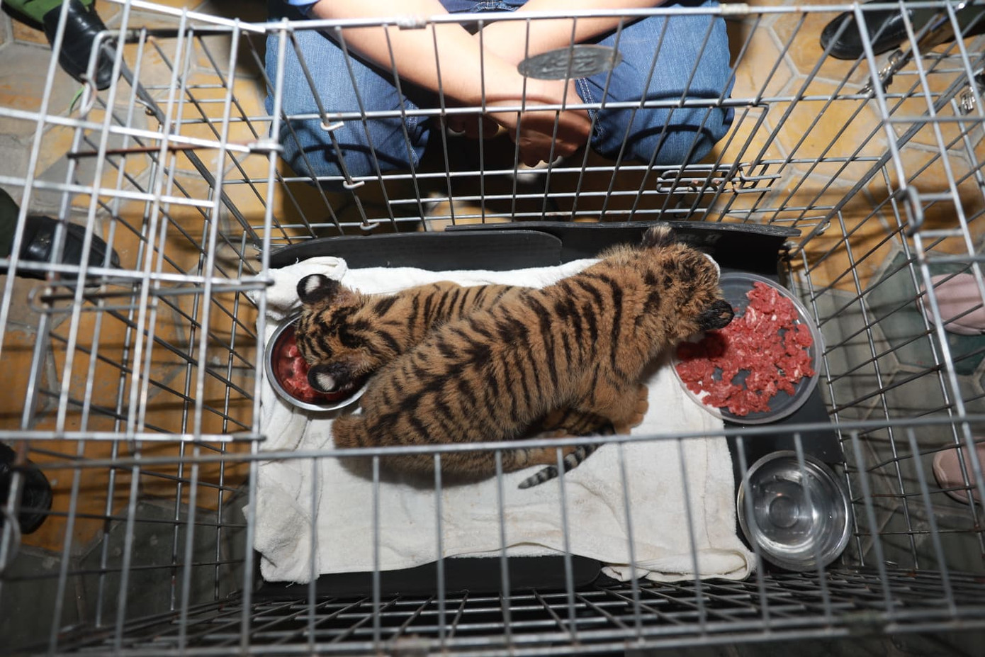 Bắt vụ vận chuyển hai cá thể hổ con quý hiếm ảnh 2