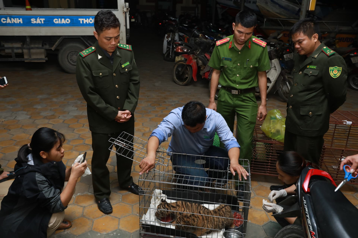 Bắt vụ vận chuyển hai cá thể hổ con quý hiếm ảnh 1