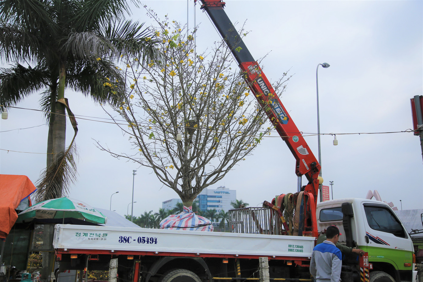 'Cụ mai 'xuống phố được trả giá trăm triệu đồng ở Hà Tĩnh ảnh 1