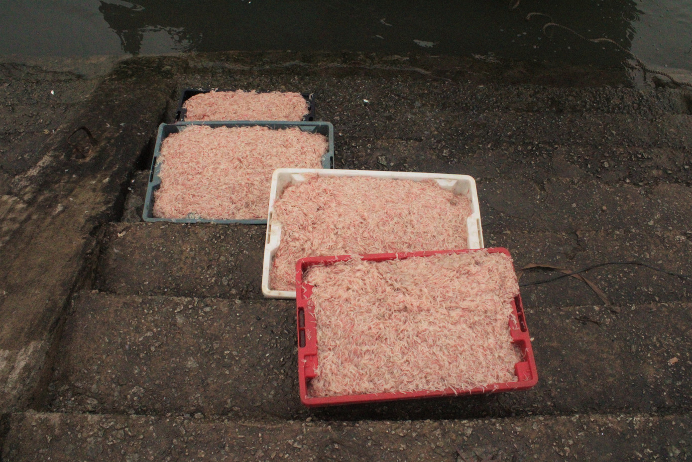 Ngư dân Hà Tĩnh hốt 'lộc trời' đầu năm, kiếm tiền triệu sau vài giờ ra khơi ảnh 5