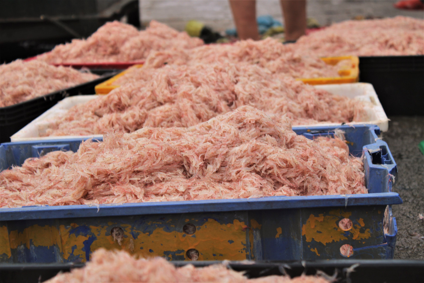 Ngư dân Hà Tĩnh hốt 'lộc trời' đầu năm, kiếm tiền triệu sau vài giờ ra khơi ảnh 12