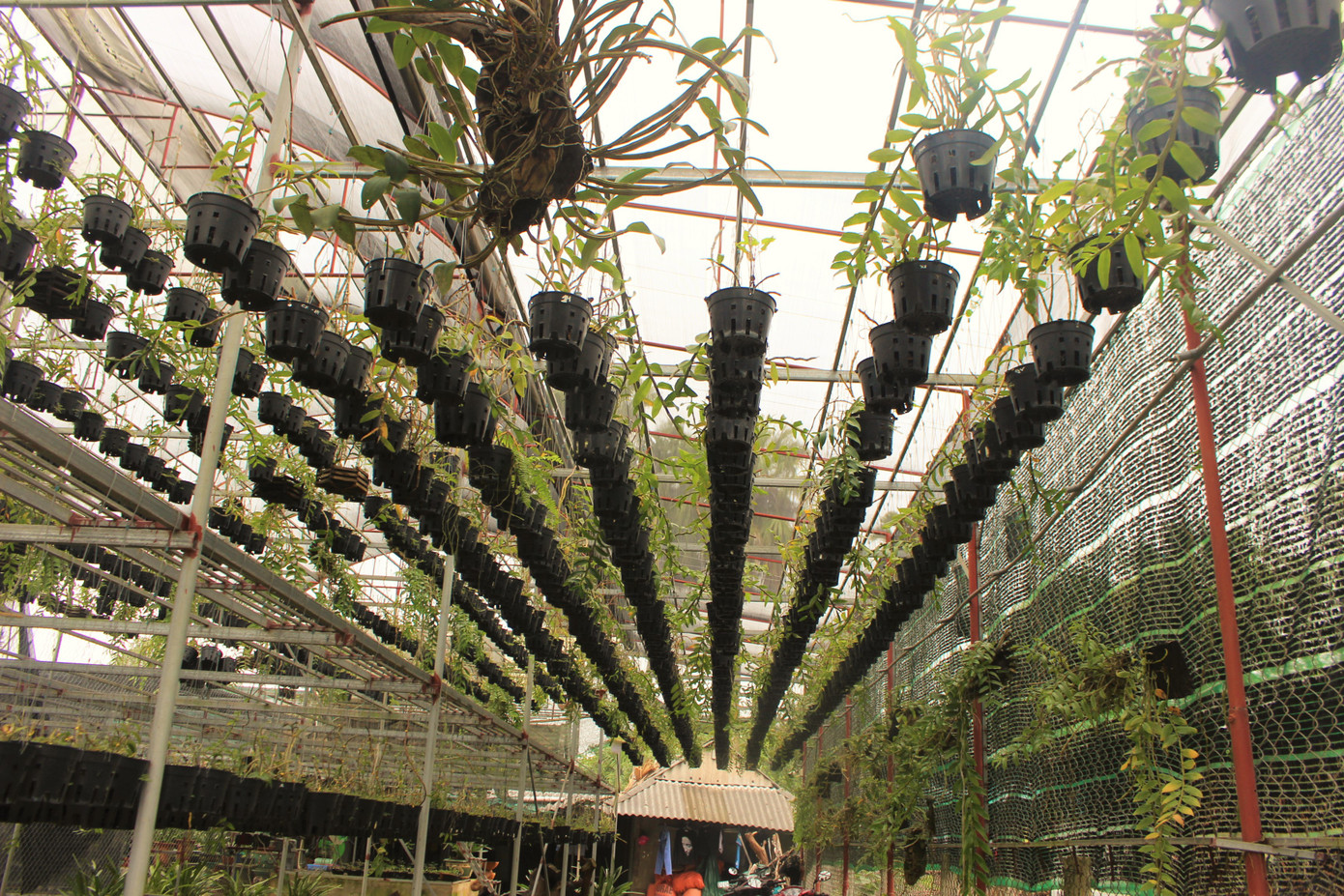 Đã mắt ngắm vườn lan bạc tỷ của chàng cử nhân công nghệ thông tin ảnh 1