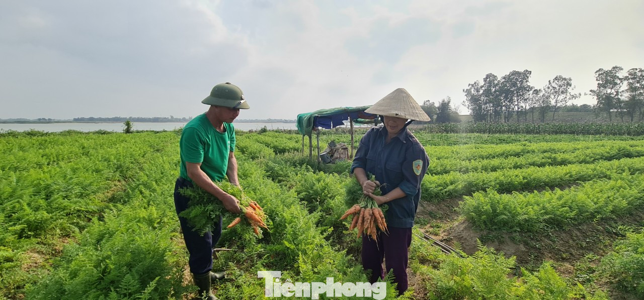 Rau ế ẩm, nông dân ngấn lệ đào bỏ làm thức ăn cho gia súc ảnh 4