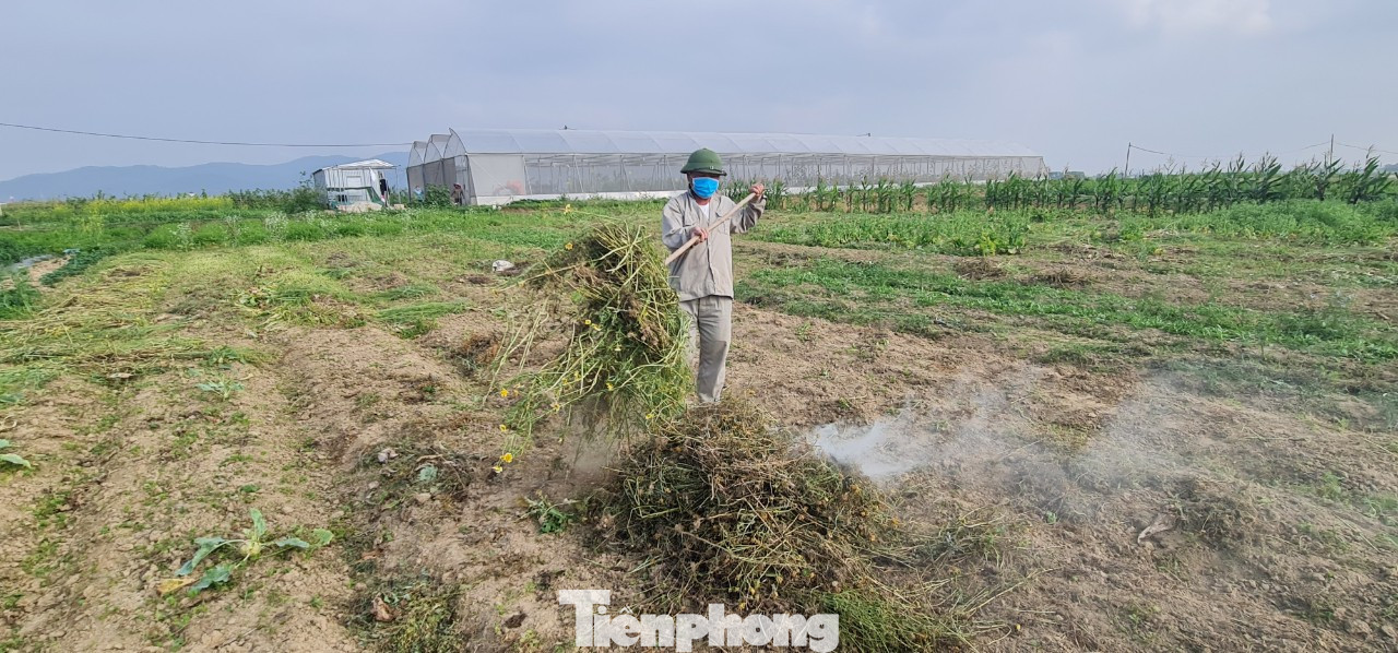 Rau ế ẩm, nông dân ngấn lệ đào bỏ làm thức ăn cho gia súc ảnh 15