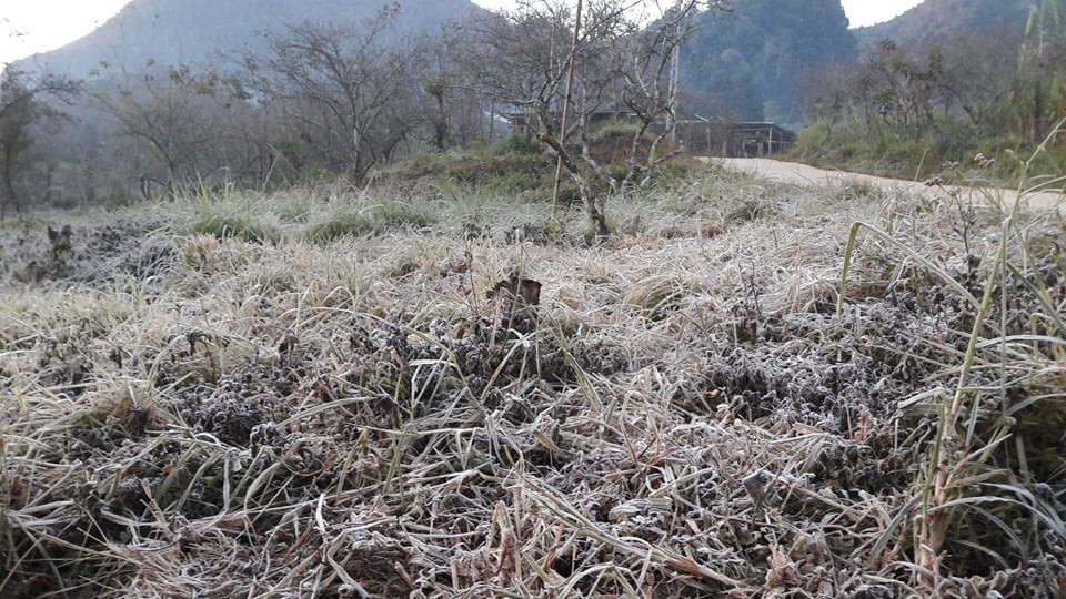 Băng giá phủ kín rừng cây bãi cỏ ở huyện biên giới Nghệ An ảnh 4