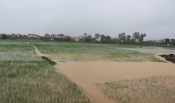 Nghệ An: Mưa đá văng tung toé, nhiều nhà dân hư hỏng nặng ảnh 3