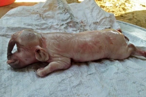 Lợn mẹ 100kg đẻ lợn con có vòi như voi, lông mày như người ảnh 1