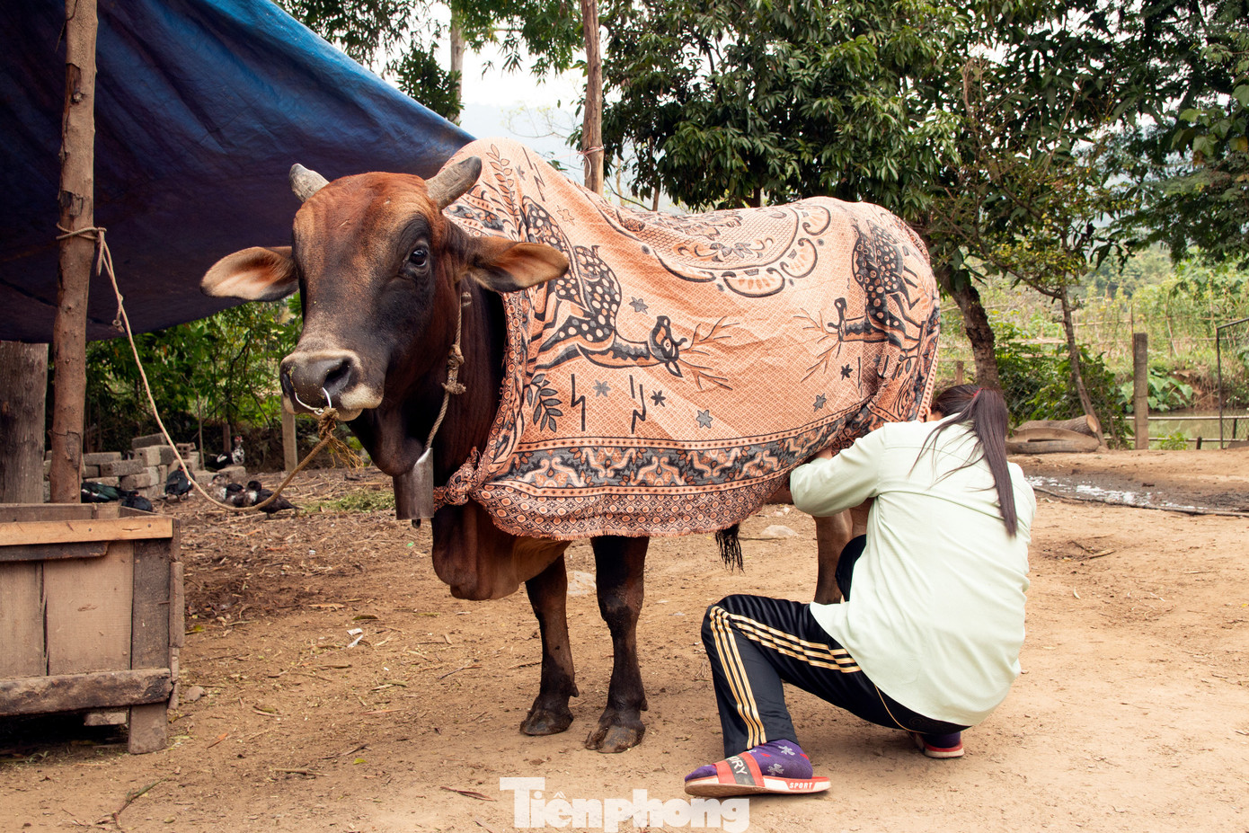 Rét run cầm cập, người dân vùng cao đắp chăn sưởi ấm cho gia súc ảnh 10