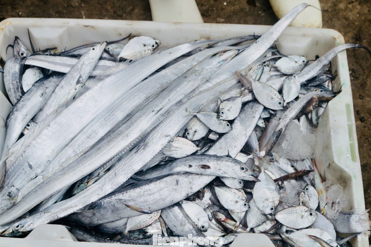 Ngư dân Nghệ An mang hàng tạ cá biển tươi đến ủng hộ khu cách ly tập trung ảnh 2