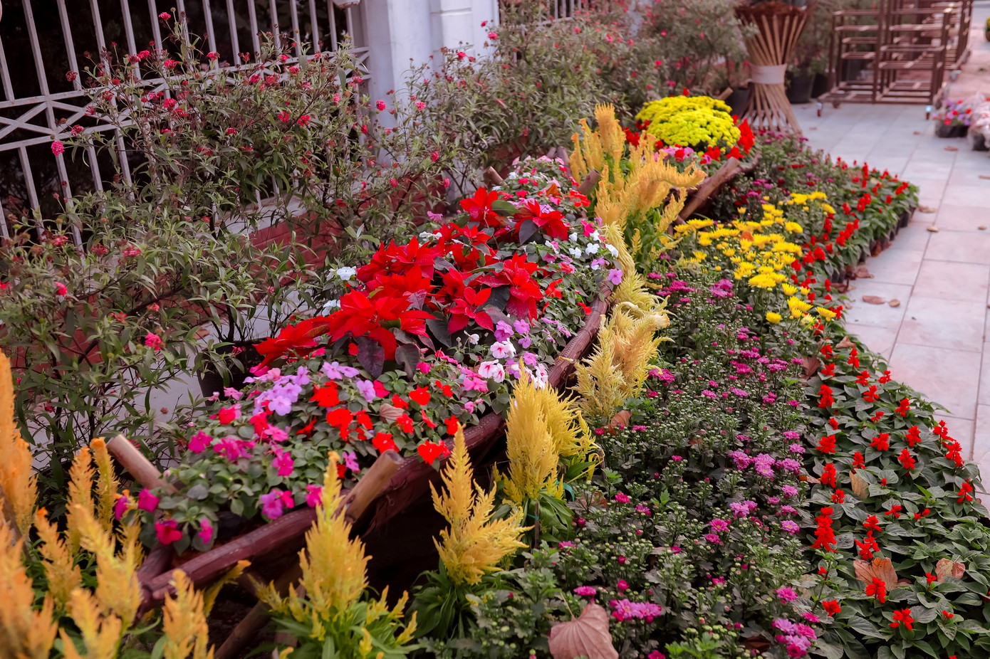 Rực rỡ sắc hoa trên phố đi bộ thành Vinh ngày giáp Tết ảnh 7