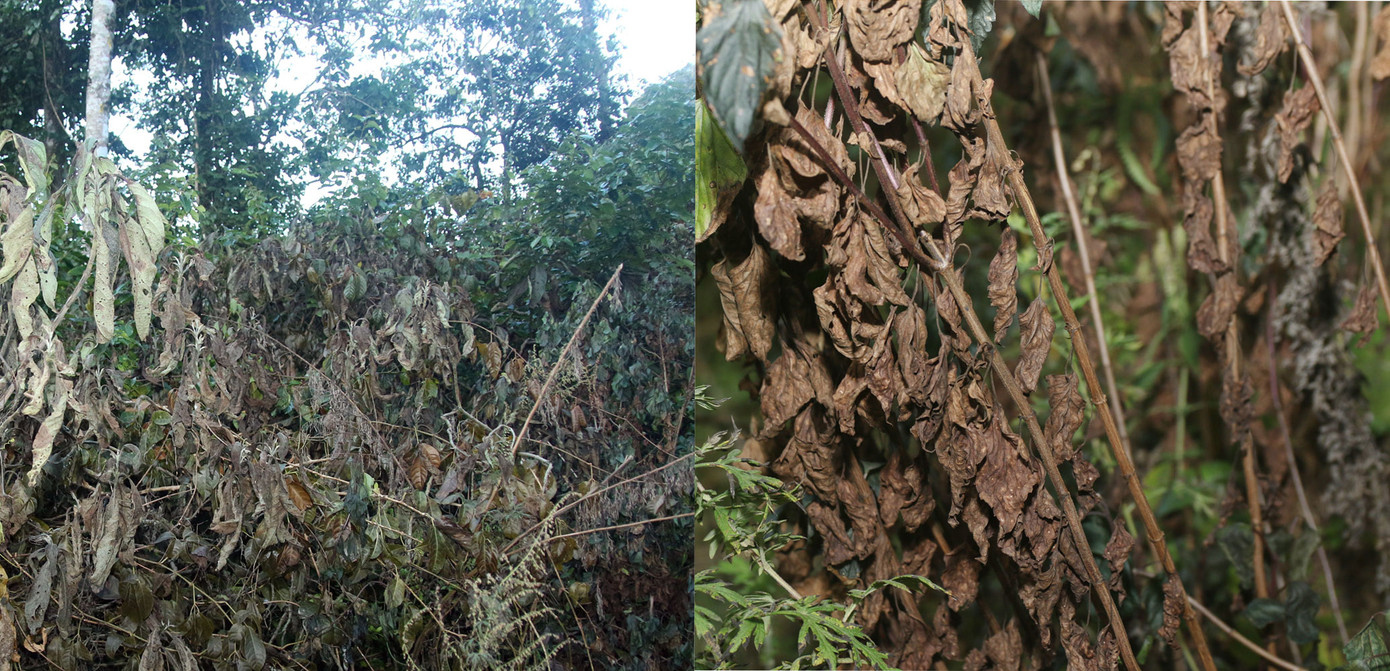 Gia súc chết, hoa màu héo úa lụi tàn sau rét đậm rét hại ở Nghệ An ảnh 4