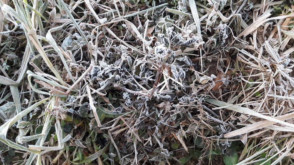 Băng giá phủ kín rừng cây bãi cỏ ở huyện biên giới Nghệ An ảnh 9