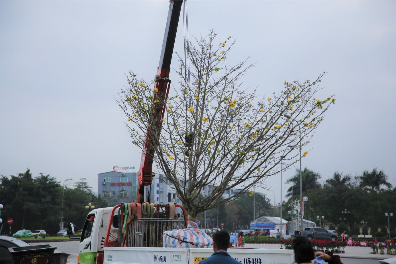 'Cụ mai 'xuống phố được trả giá trăm triệu đồng ở Hà Tĩnh ảnh 4