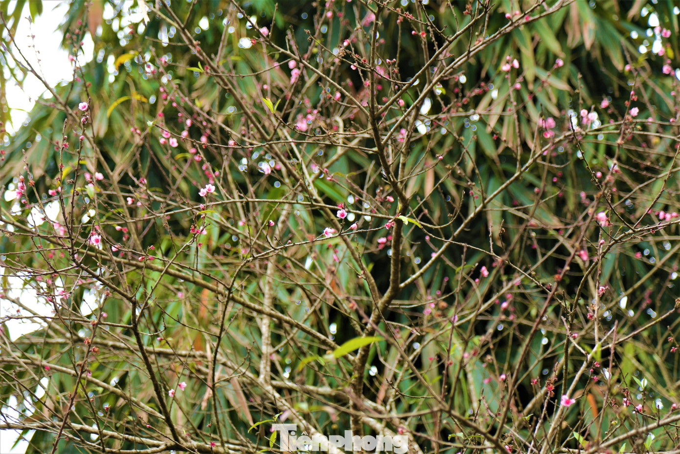 Ngắm hoa đào khoe sắc trên 'cổng trời' mù sương ảnh 2