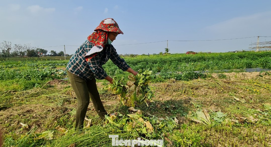 Rau ế ẩm, nông dân ngấn lệ đào bỏ làm thức ăn cho gia súc ảnh 14
