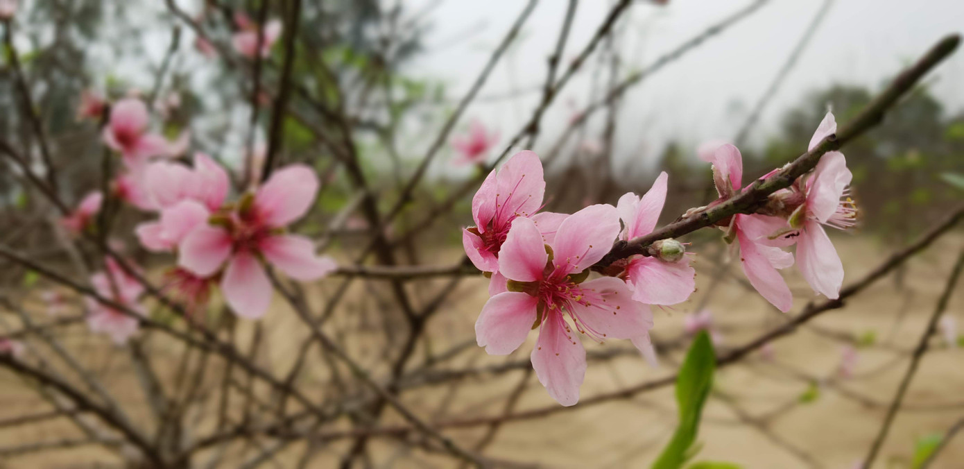 Đào nở rộ vì nắng, người trồng thấp thỏm lo 'mất Tết' ảnh 4