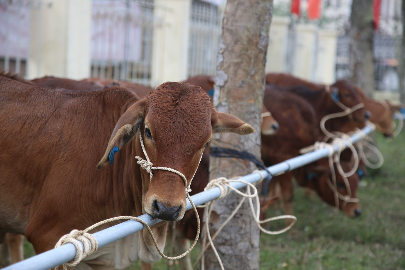 Tập đoàn Phúc Sơn, Báo Tiền Phong trao bò giống hỗ trợ bà con vùng lũ Hà Tĩnh ảnh 6