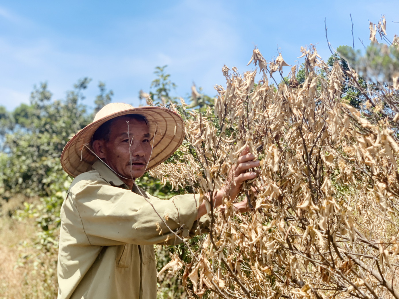 Đồi cam, bưởi héo dần do nắng hạn, nguy cơ thất thu hàng chục tỷ đồng ảnh 7
