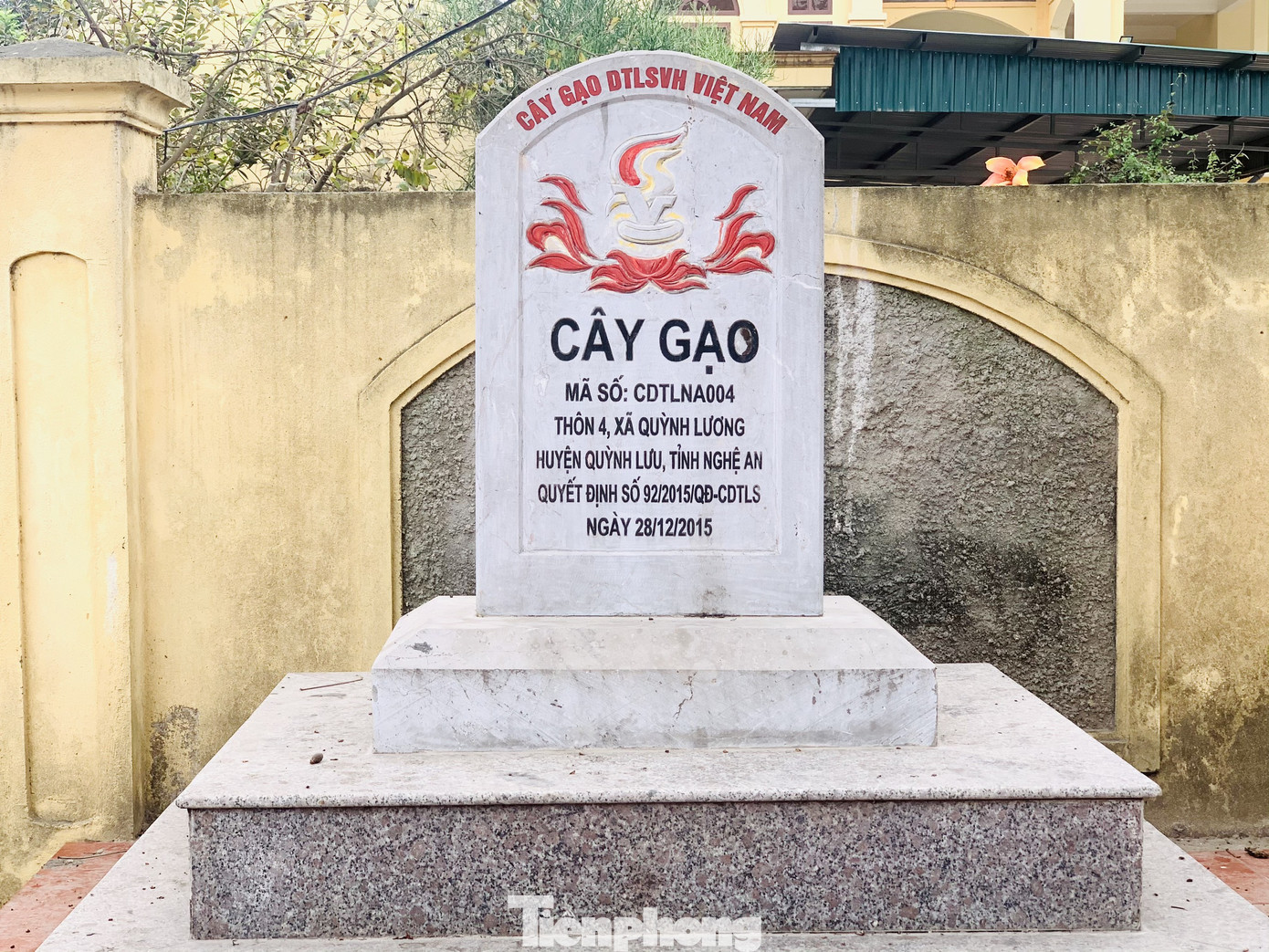 Ngắm cây gạo 150 tuổi được công nhận là cây Di sản Việt Nam ở Nghệ An ảnh 9